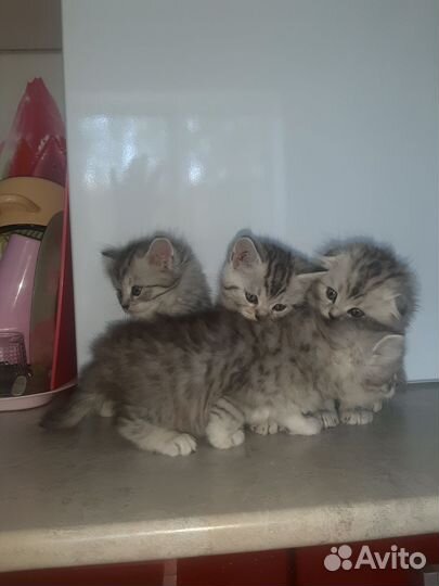 Котята бриташки