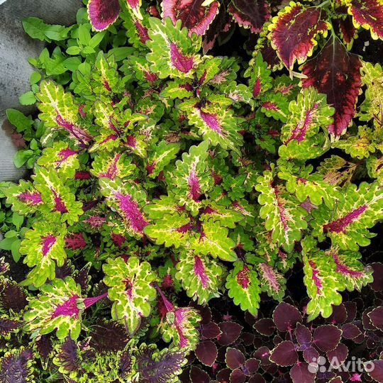 Колеусы укоренённые