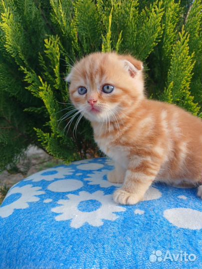 Шотландские котята