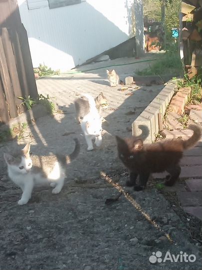 Котятки в добрые руки