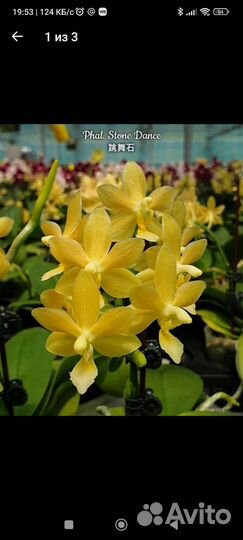 Орхидея фаленопсис, сеянцы из фласки, 10 сортов