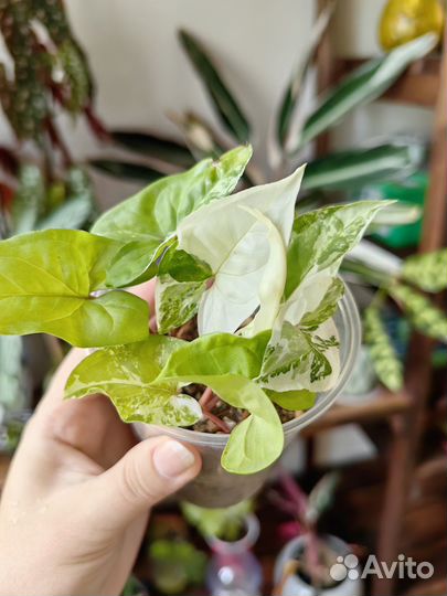 Сингониум, сциндапсус, пеларгония