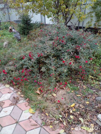 Саженцы роз плетистая