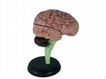 Анатомическая модель мозга 4D