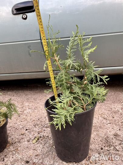 Саженцы туя