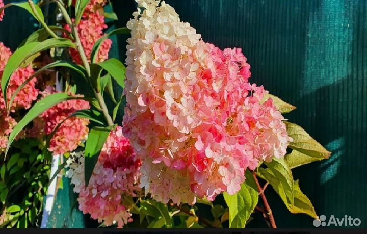 Новинка.Гортензия Pinky Promise-Пинки Промис 3,5л