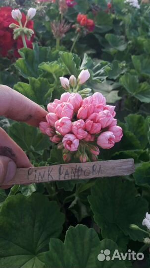 Пеларгония сортовая