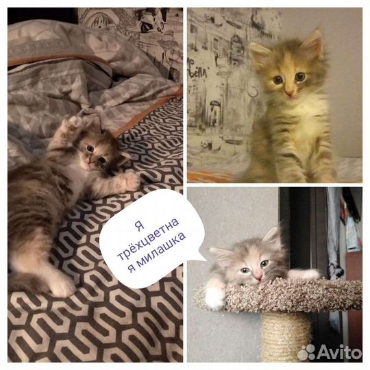 Кошки в добрые руки