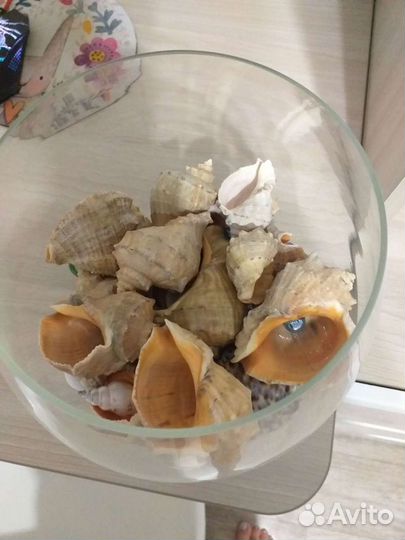 Ваза с ракушками