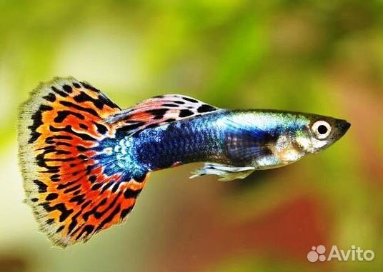 Гуппи ковровые селекционные