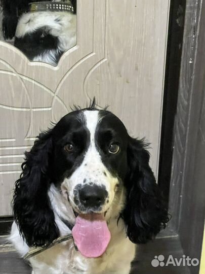 Русский спаниель