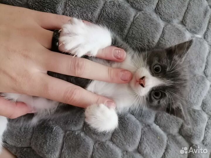 Котенок Джуси