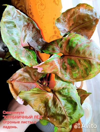 Сингониум клубничный лёд,грин арроу Мутейше,Регина