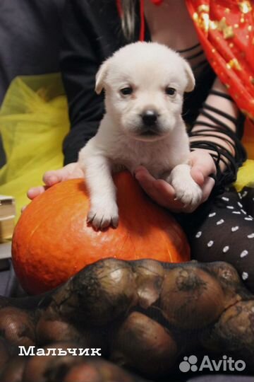 Лабрадор ретривер щенки