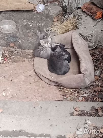 Котик в добрые руки