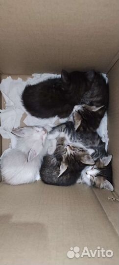 Котята в добрые руки бесплатно