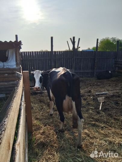 Корова дойная