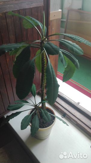 Молочай беложильчатый