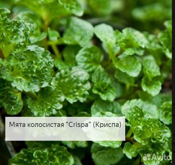 Мята в ассортименте