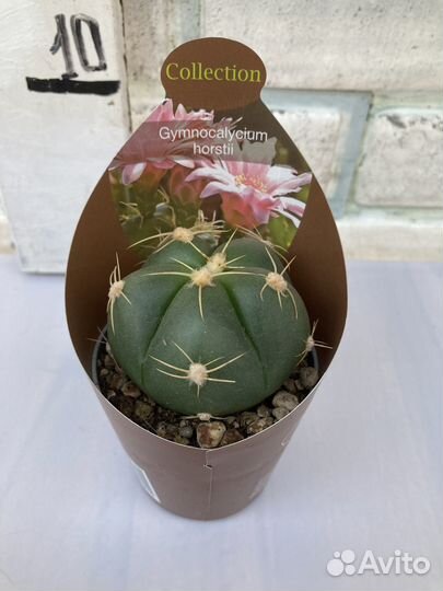 Редкие кактусы из питомника растений