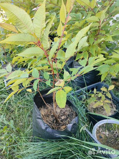 Амурский бархат