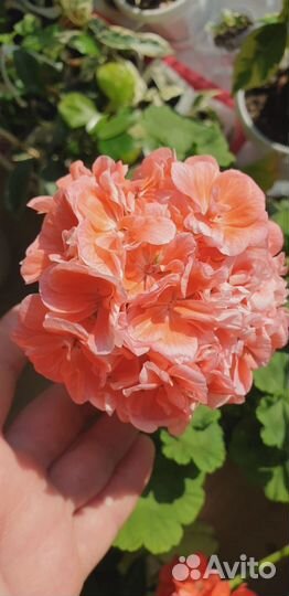 Фикусы, пеларгонии, герань, цветы