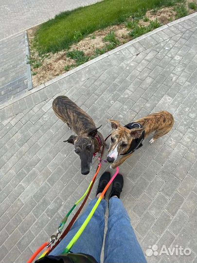 Передержка собак, догняня, котомама, выгул