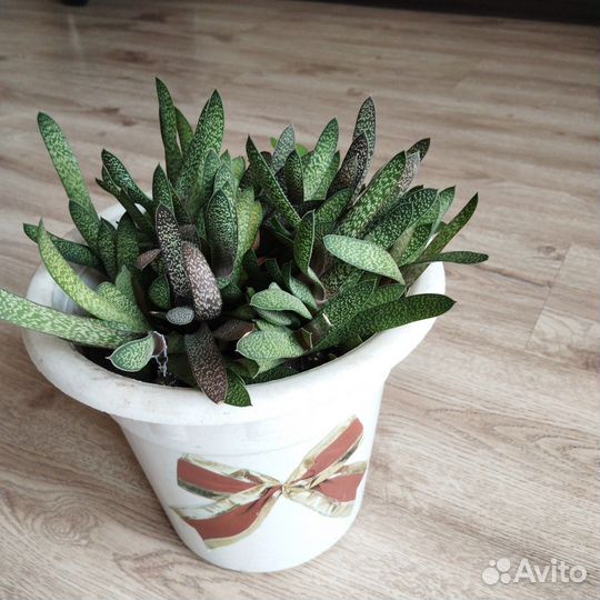 Секулент