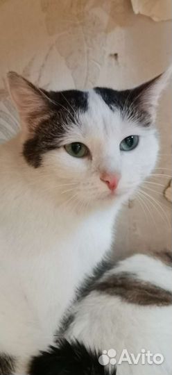 Кошка и кот ищут дом
