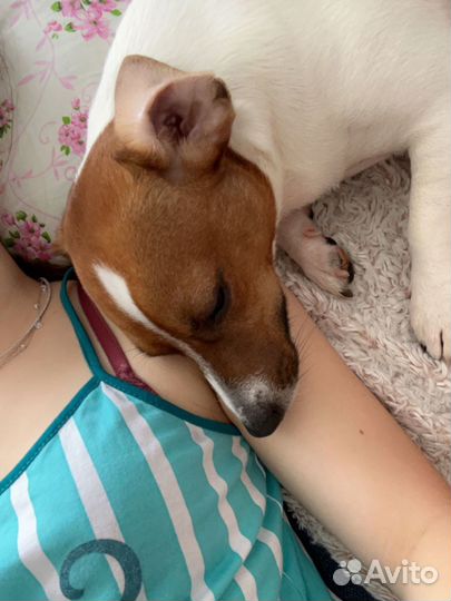 Передержка домашних животных