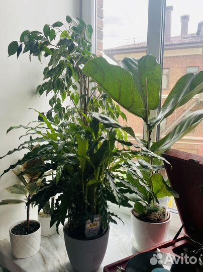 Комнатные растения