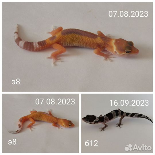 Эублефар и всё для содержания