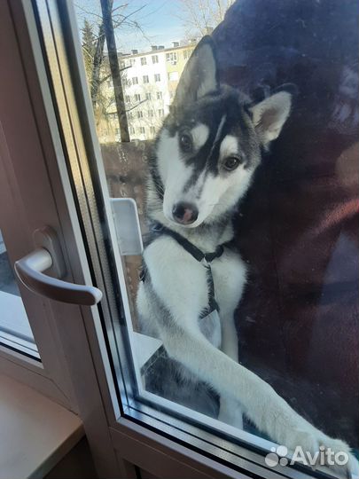 Хаски вязка