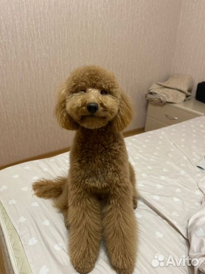 Вязка той-пудель