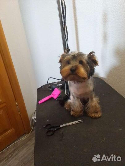 Грумер собак