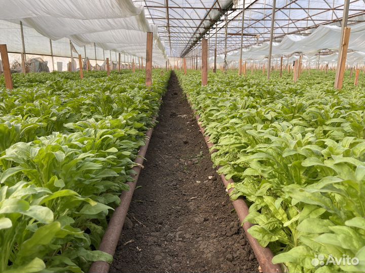 Рассада маттиолы Milla