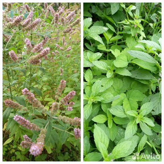 Травы пряные многолетние