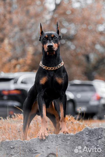 Немецкий пинчер для вязки