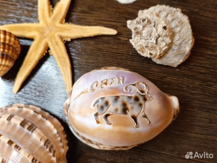 Морские ракушки и звезды