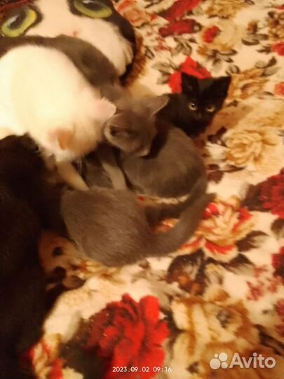 Котята в добрые руки