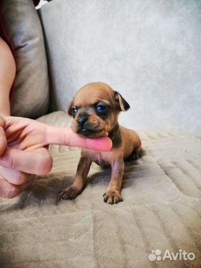 Милые крошки