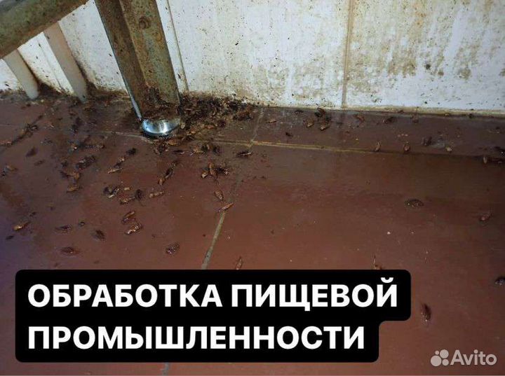 Уничтожение обработка травля клопов и тараканов