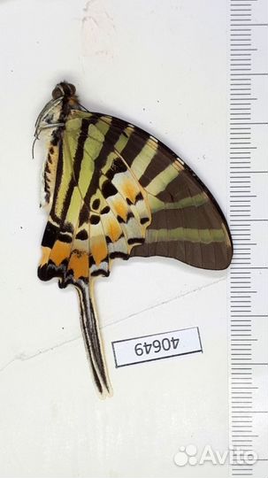 Сухие тропические жуки, бабочки и др.насекомые