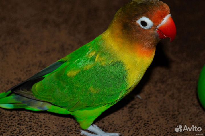 Попугайчики Фишера, птенцы