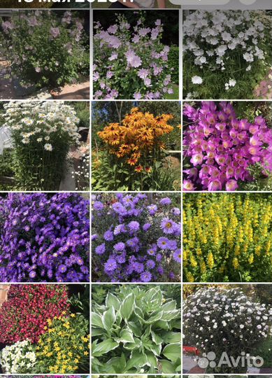 Цветы многолетние садовые