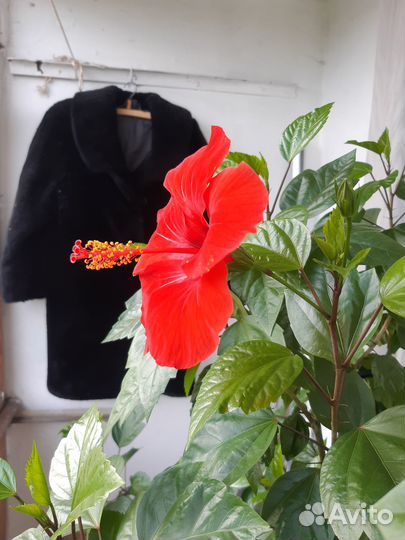 Продам гибискус