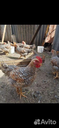 Молодые петухи