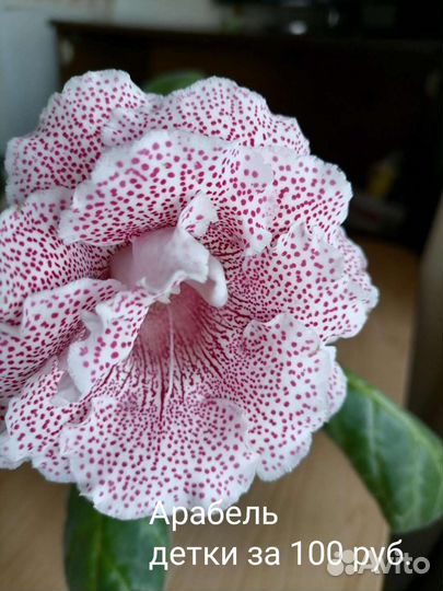 Глоксинии махровые