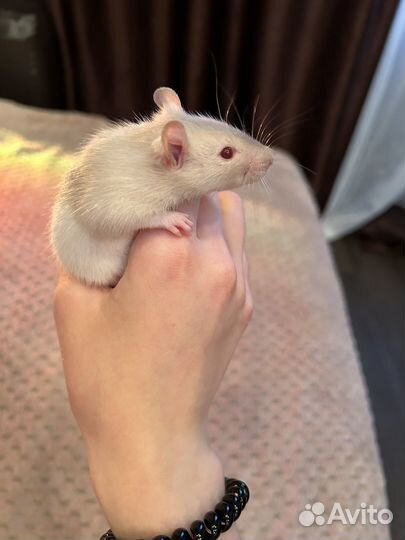 Декоративная крыса