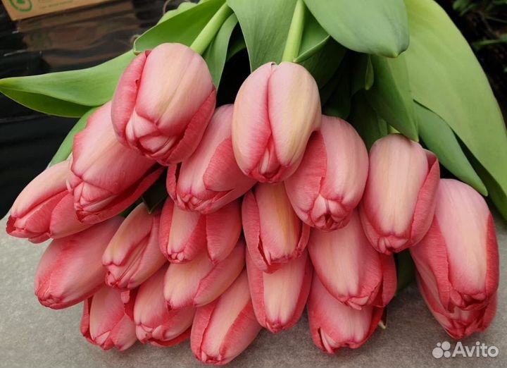 Оптом Луковицы 12+ тюльпан